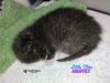 Nursery Rhyme Kitts: Little Miss Muffet photo 2