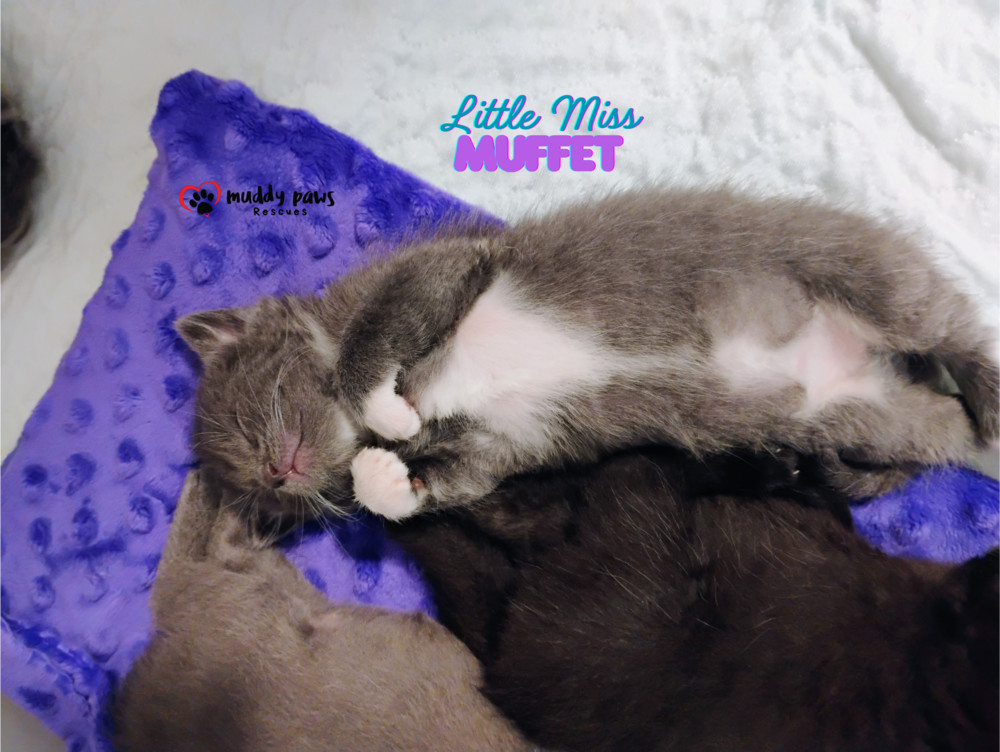 Nursery Rhyme Kitts: Little Miss Muffet