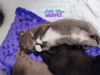 Nursery Rhyme Kitts: Little Miss Muffet photo 3
