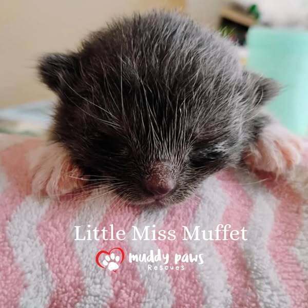 Nursery Rhyme Kitts: Little Miss Muffet
