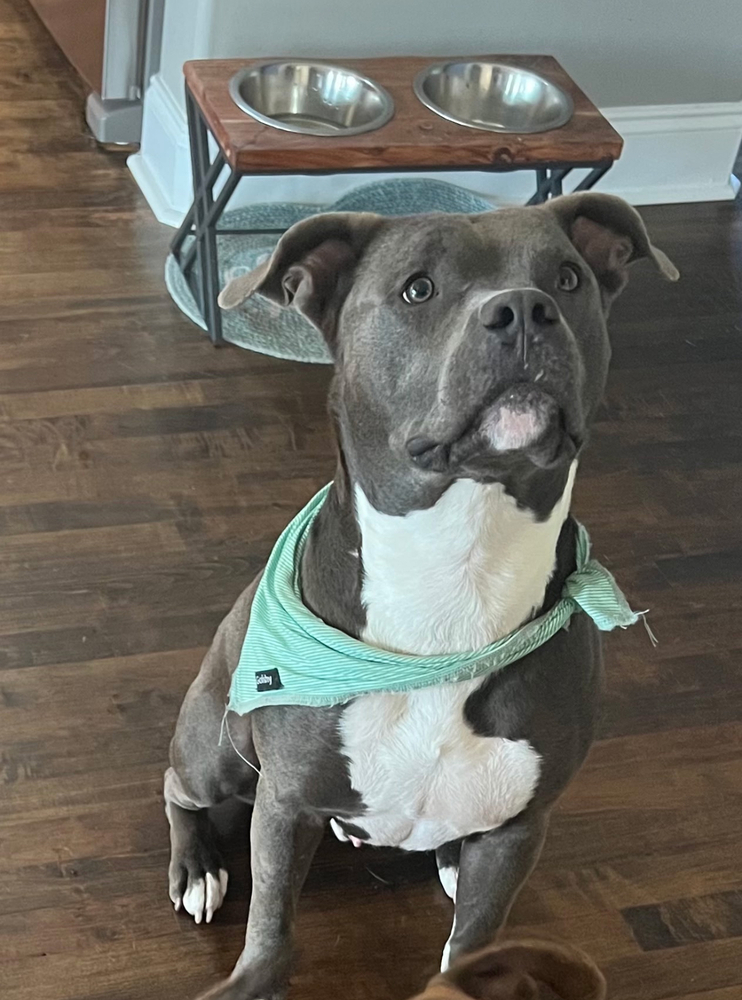 Brody