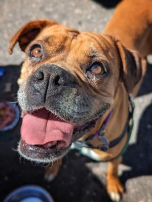 Brenda, Adult Female Boxer