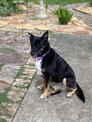 Irma, an adoptable Beauceron, German Shepherd Dog in Houston, TX, 77053 | Photo Image 1