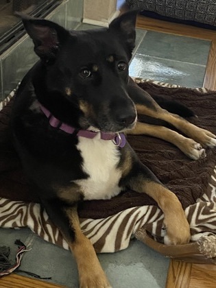 Irma, an adoptable Beauceron, German Shepherd Dog in Houston, TX, 77053 | Photo Image 2