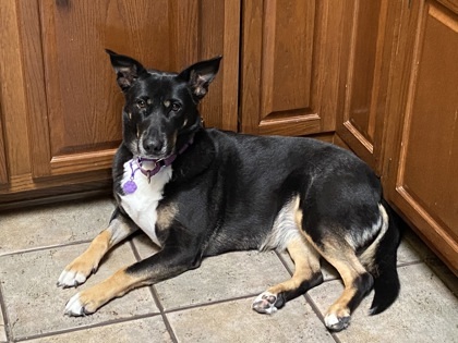 Irma FOSTER, an adoptable Beauceron, German Shepherd Dog in Houston, TX, 77053 | Photo Image 2