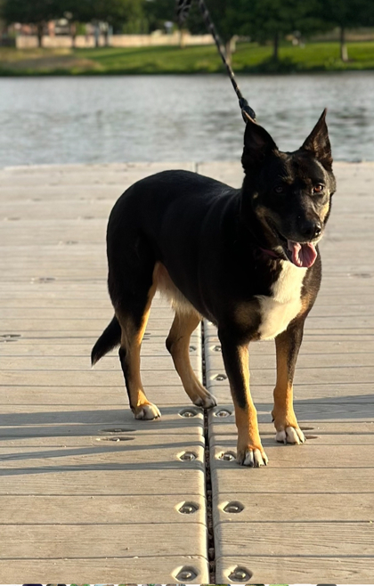 Irma, an adoptable Beauceron, German Shepherd Dog in Houston, TX, 77053 | Photo Image 3