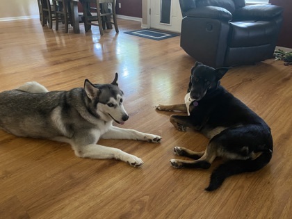 Irma FOSTER, an adoptable Beauceron, German Shepherd Dog in Houston, TX, 77053 | Photo Image 3