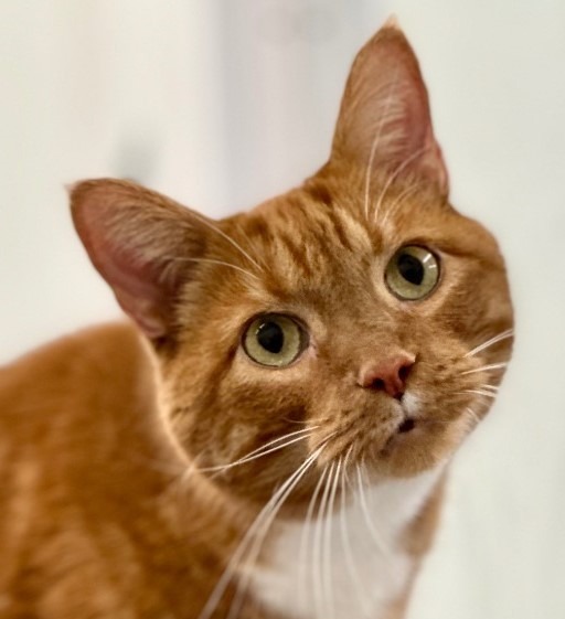 Bugsy, an adoptable Domestic Short Hair in Cumberland, ME, 04021 | Photo Image 1
