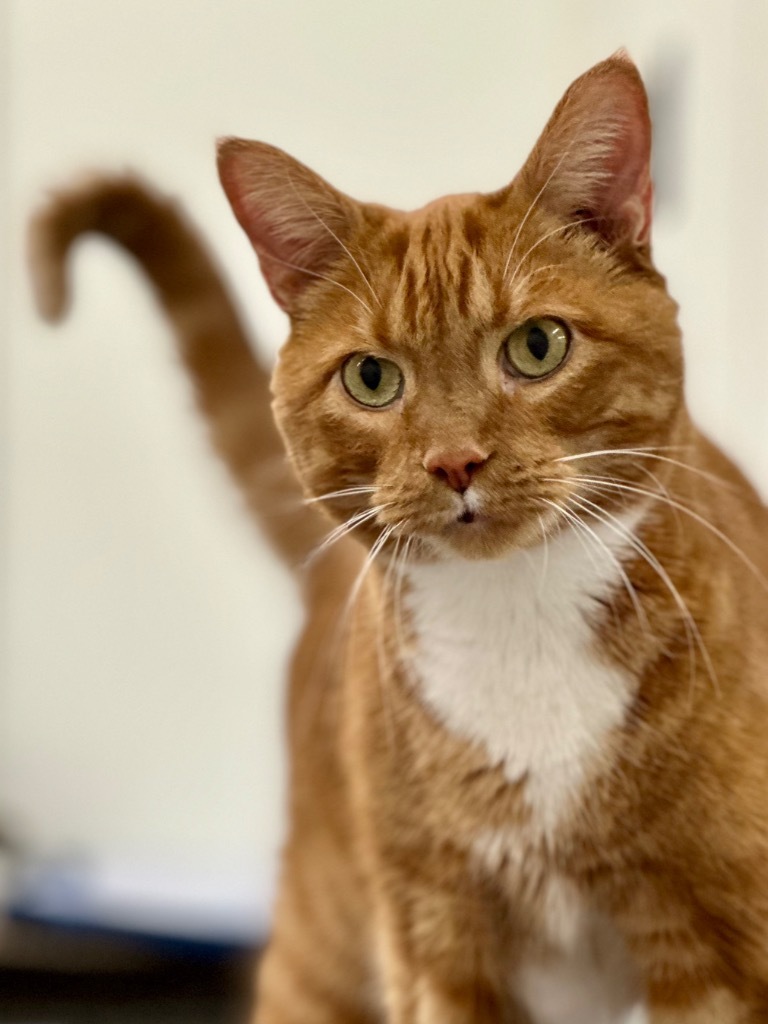 Bugsy, an adoptable Domestic Short Hair in Cumberland, ME, 04021 | Photo Image 2
