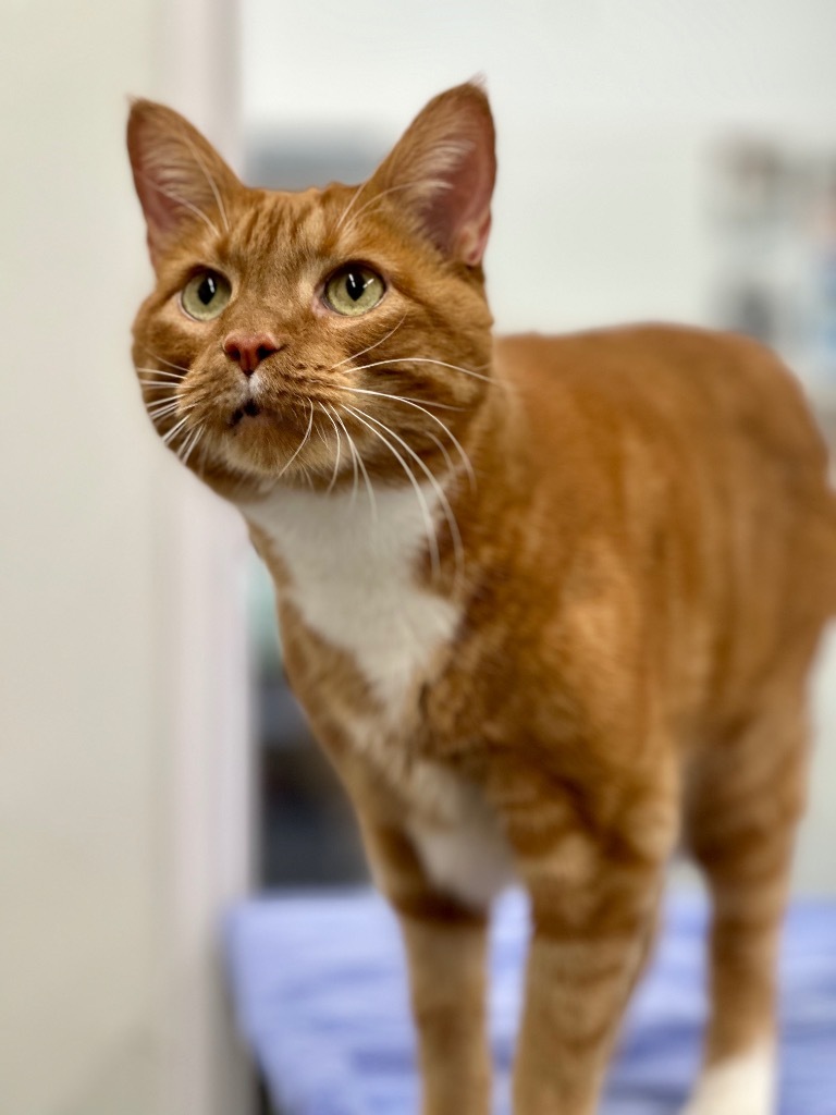 Bugsy, an adoptable Domestic Short Hair in Cumberland, ME, 04021 | Photo Image 3