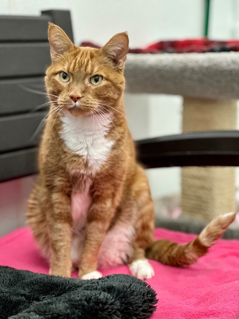 Bugsy, an adoptable Domestic Short Hair in Cumberland, ME, 04021 | Photo Image 4