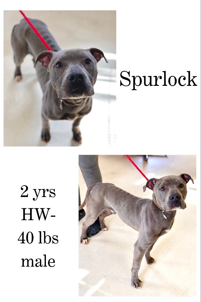 Spurlock