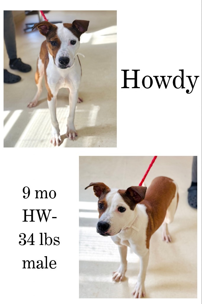 Howdy