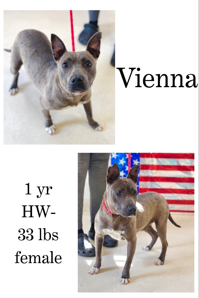 Vienna