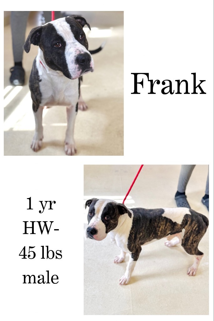 Frank (Fray)