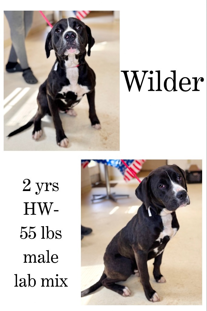 Wilder