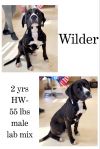 Wilder photo 1