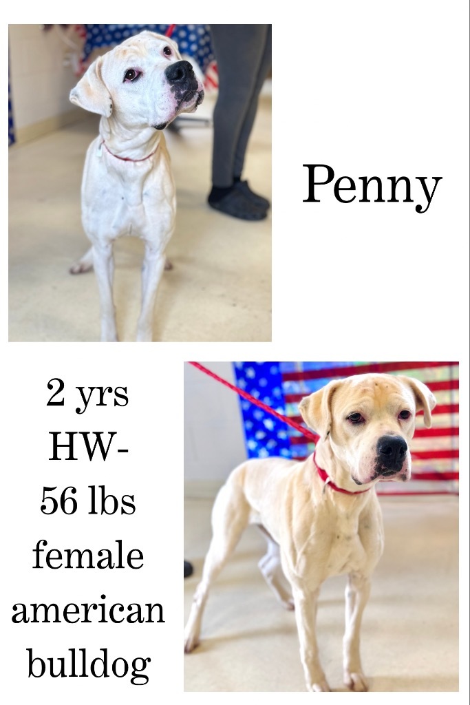 Penny