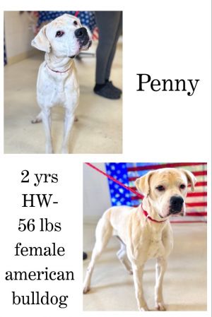 Penny, Adult Female unknown