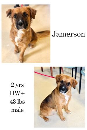 Jamerson, Adult Male unknown