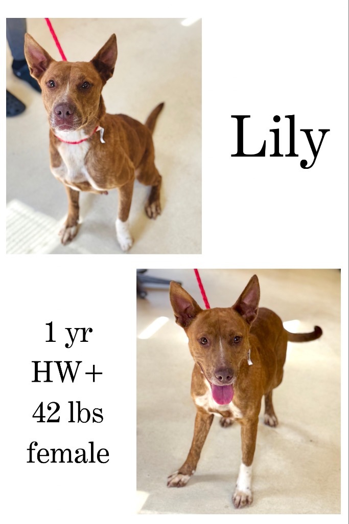 Lily