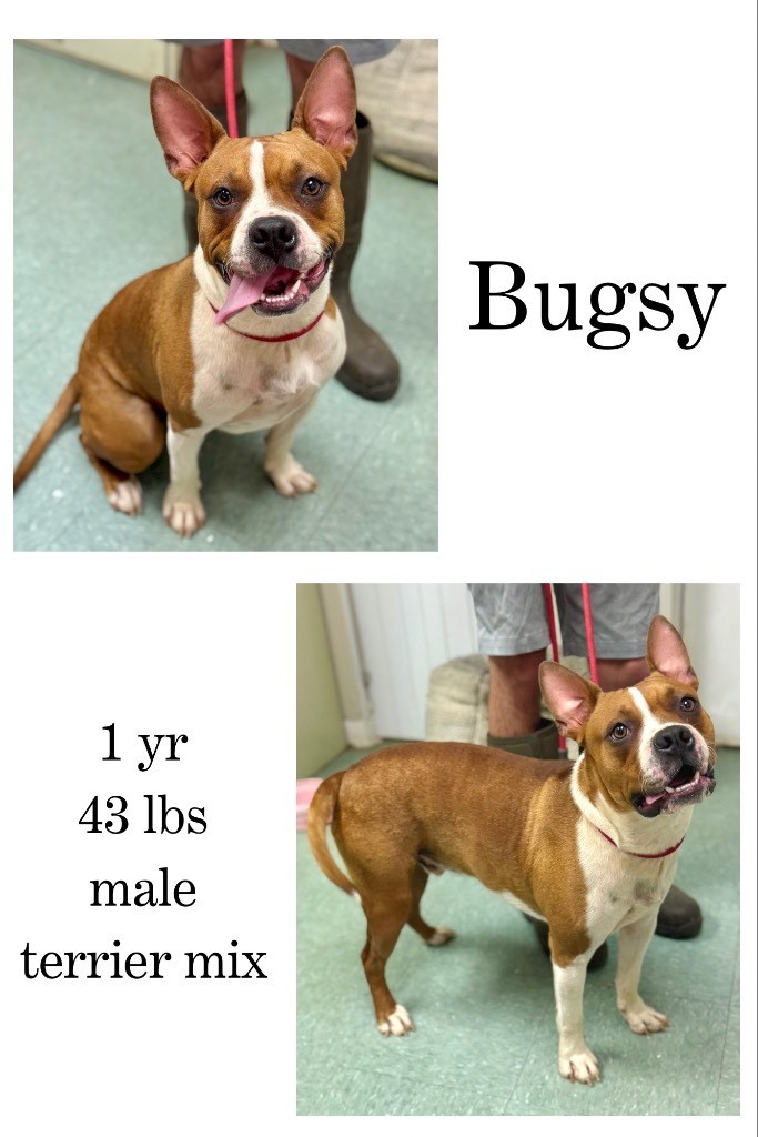 Bugsy