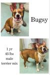 Bugsy photo 1