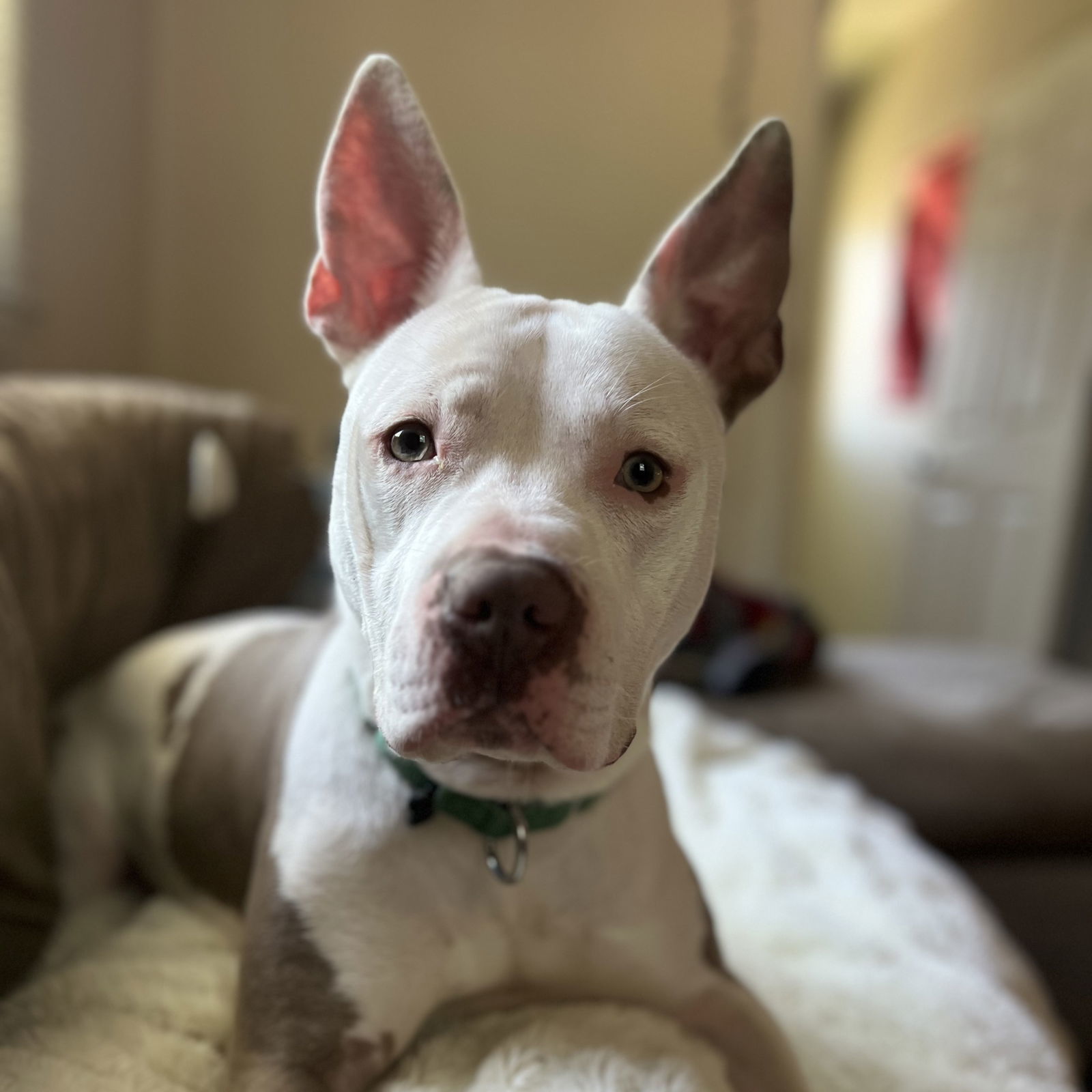 Charmander, an adoptable Pit Bull Terrier in Fargo, ND, 58103 | Photo Image 1