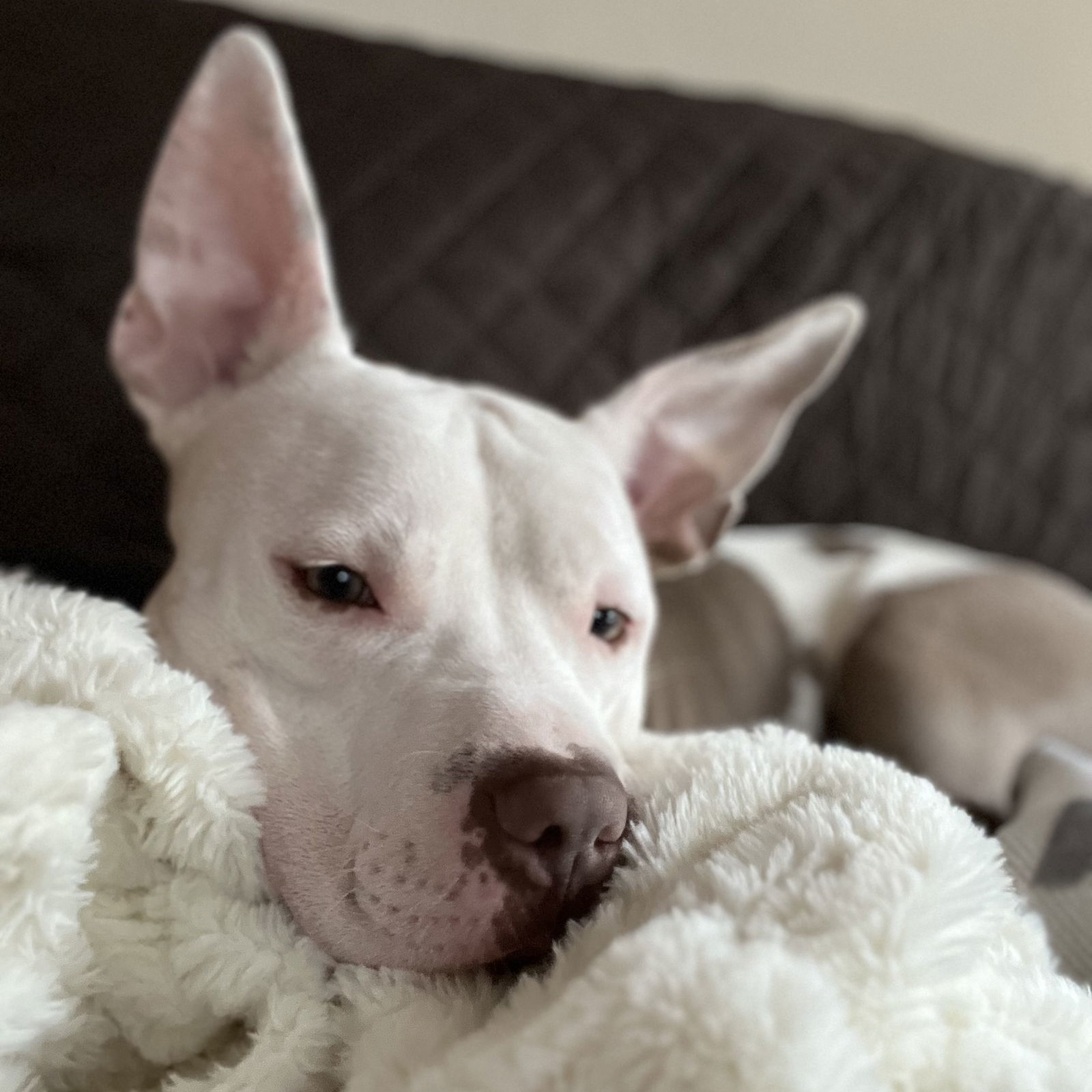 Charmander, an adoptable Pit Bull Terrier in Fargo, ND, 58103 | Photo Image 1