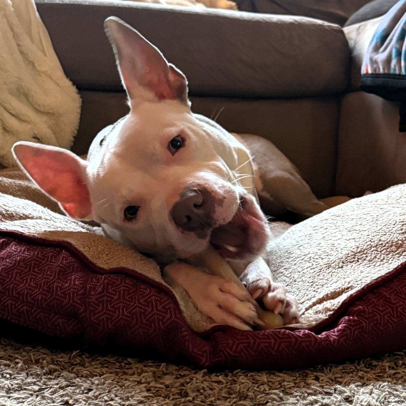 Charmander, an adoptable Pit Bull Terrier in Fargo, ND, 58103 | Photo Image 2