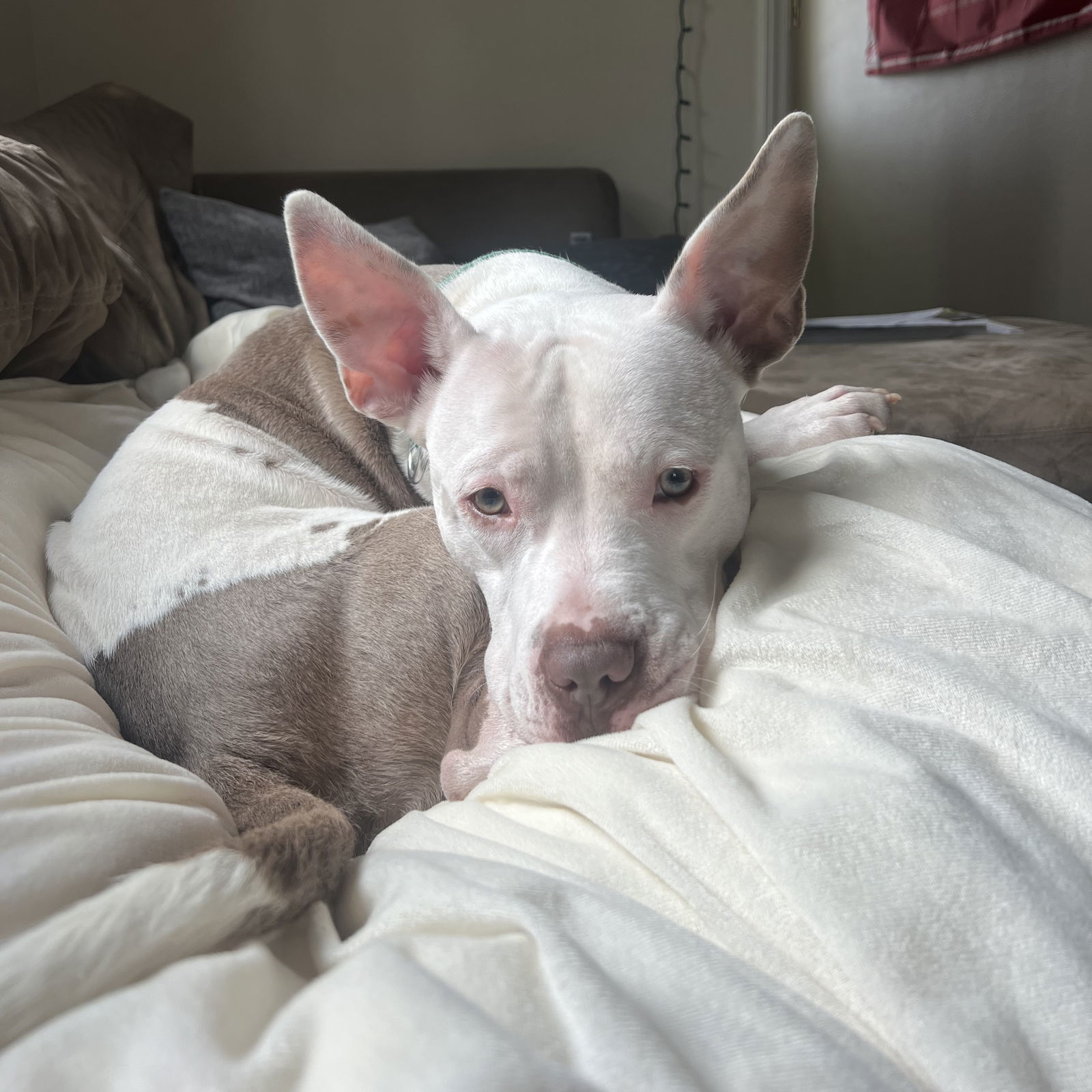 Charmander, an adoptable Pit Bull Terrier in Fargo, ND, 58103 | Photo Image 2