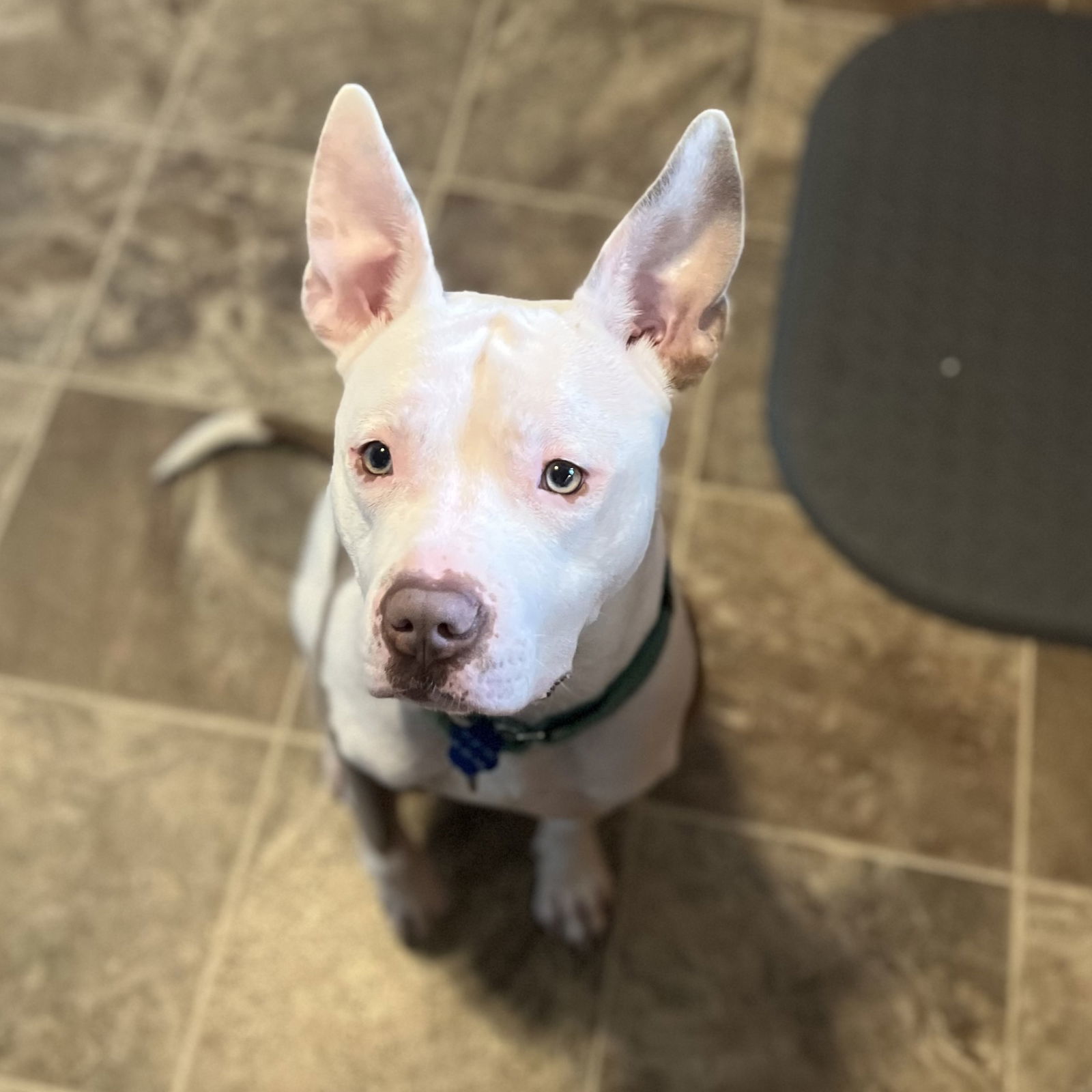 Charmander, an adoptable Pit Bull Terrier in Fargo, ND, 58103 | Photo Image 3