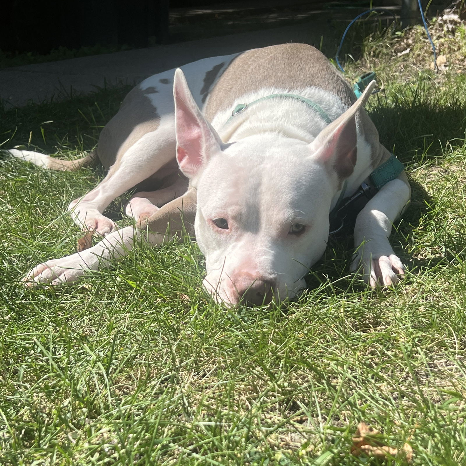 Charmander, an adoptable Pit Bull Terrier in Fargo, ND, 58103 | Photo Image 3