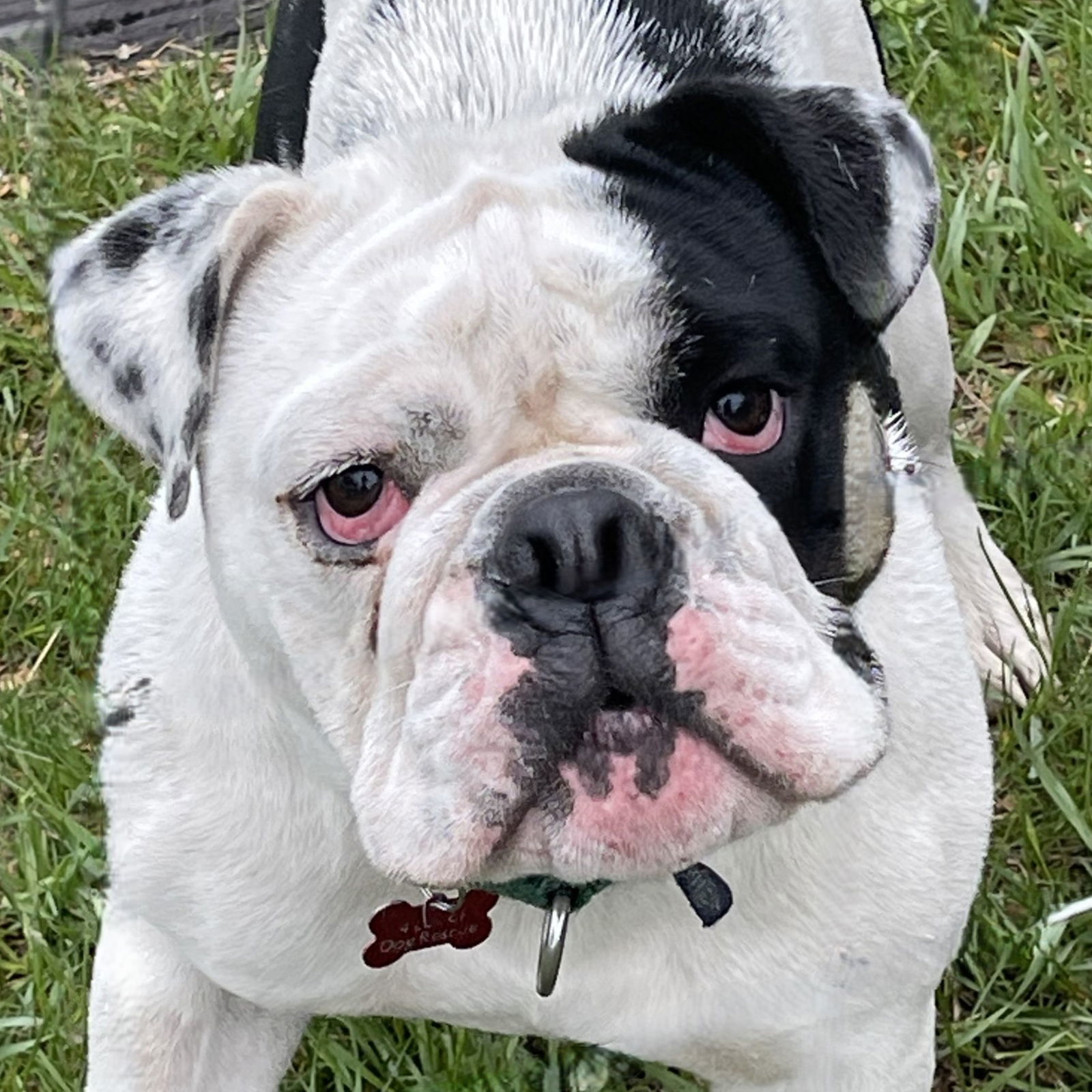 Kronk