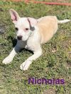Nicholas photo 1