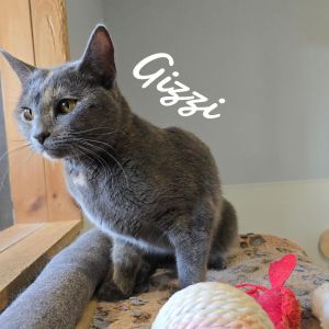 Gizzi, Young Female unknown
