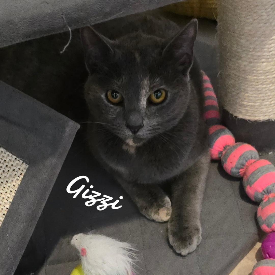 Gizzi
