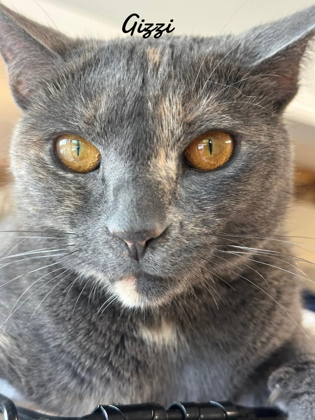 Gizzi