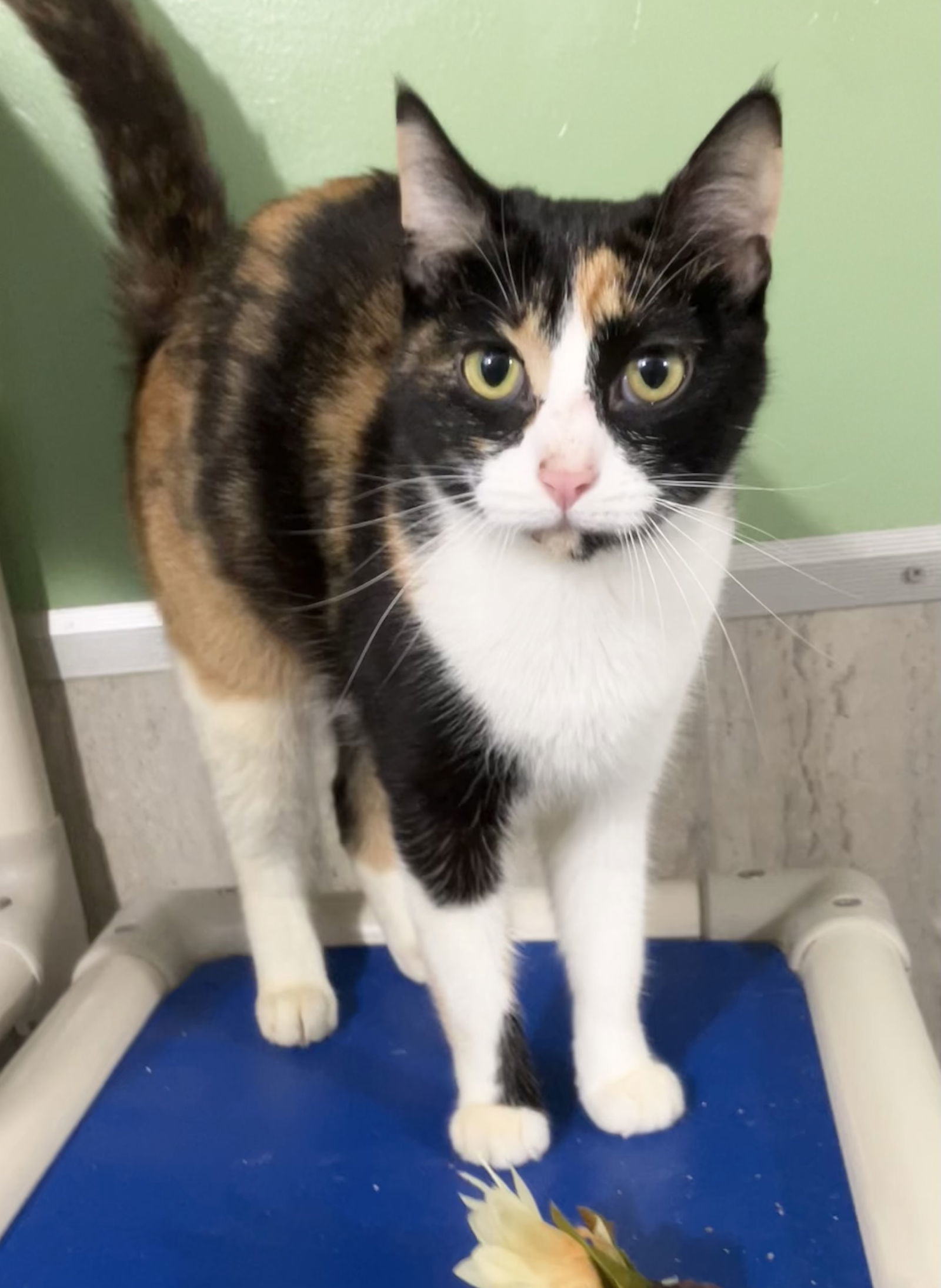 Piper