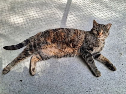 Kiki