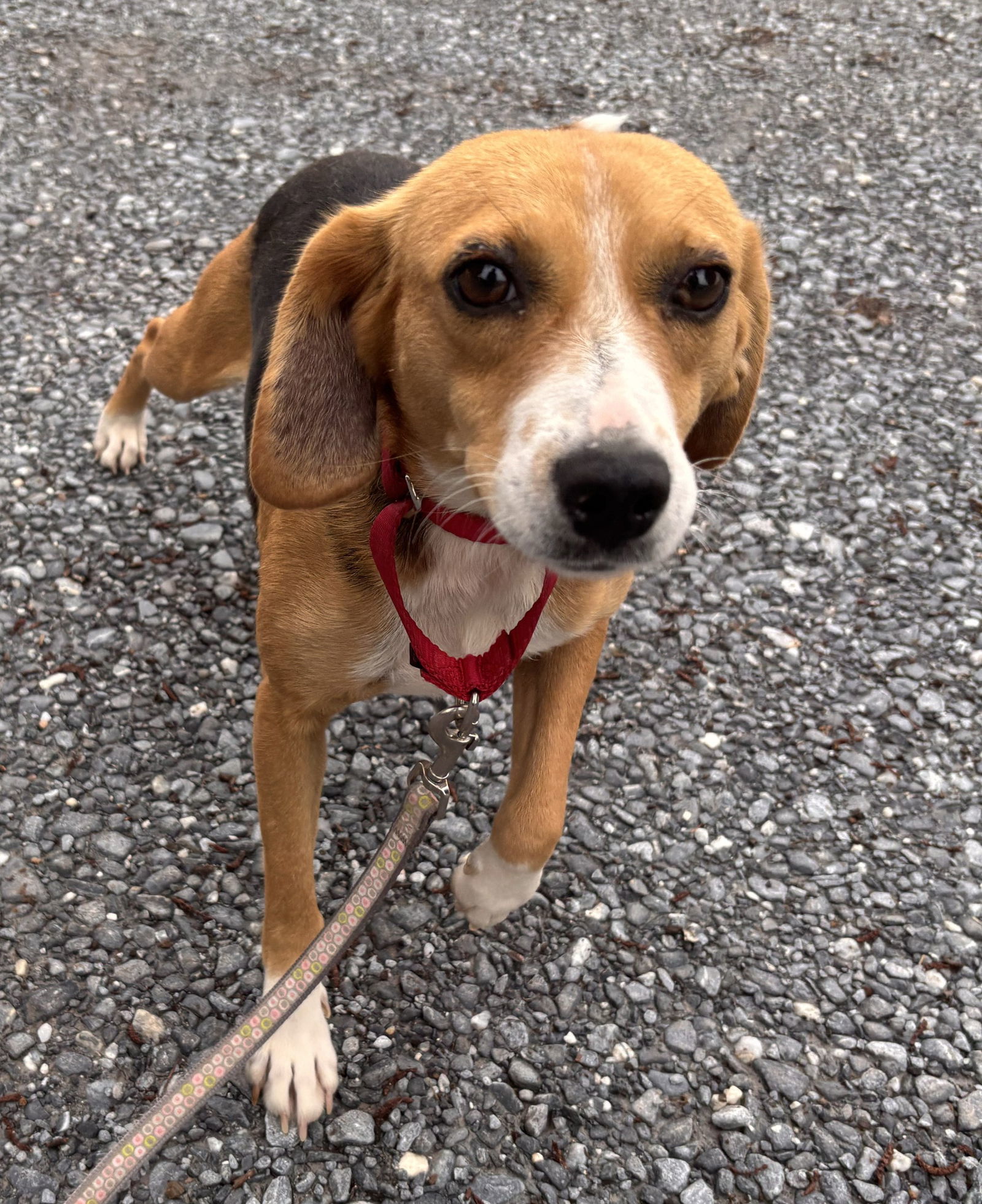 Victoria: Not At shelter