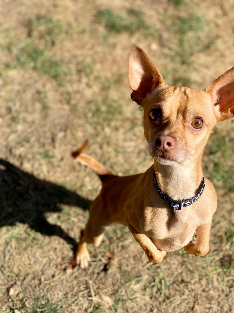 Klaus