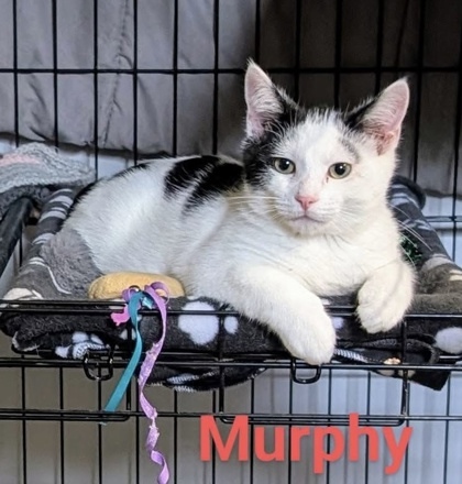Murphy