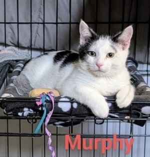 Murphy, Baby Male unknown