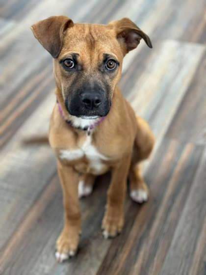 Bailey