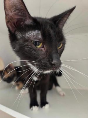 Frittata, Young Female Domestic Short Hair