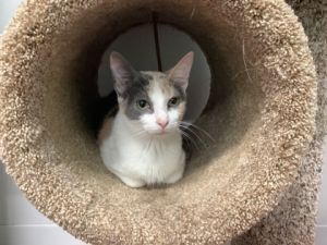 Lorraine, Young Female Domestic Short Hair