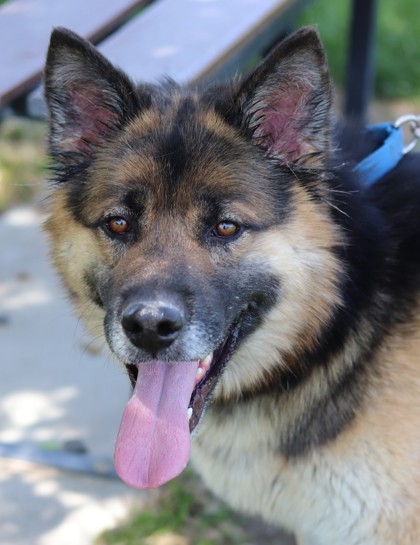 Bert, an adoptable Mixed Breed in Walla Walla, WA, 99362 | Photo Image 1