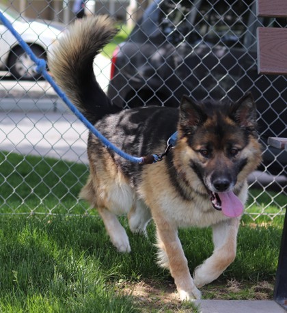 Bert, an adoptable Mixed Breed in Walla Walla, WA, 99362 | Photo Image 2