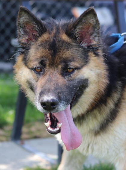 Bert, an adoptable Mixed Breed in Walla Walla, WA, 99362 | Photo Image 3